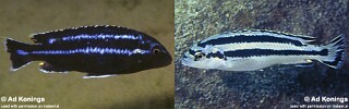 Melanochromis loriae Melanochromis parallelus (junior synonym)