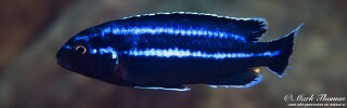 Melanochromis loriae &#39;Chirwa Island&#39;