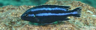 Melanochromis loriae &#39;Chiwi Rocks&#39;