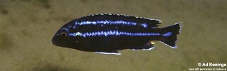 Melanochromis loriae &#39;Chiwindi&#39;