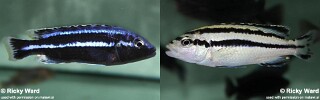 Melanochromis loriae &#39;Chizumulu Island&#39;
