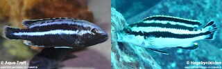 Melanochromis loriae &#39;Linganjala Reef&#39;