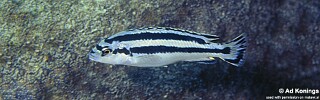 Melanochromis loriae &#39;Lutara Reef&#39;