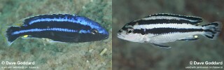 Melanochromis loriae &#39;Machili Island&#39;