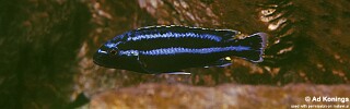 Melanochromis loriae &#39;Ndumbi Rocks&#39;