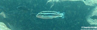 Melanochromis loriae &#39;Thumbi West Island&#39;