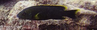 Melanochromis melanopterus &#39;Ababi Island&#39;