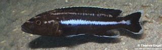 Melanochromis melanopterus &#39;Likoma Island&#39;