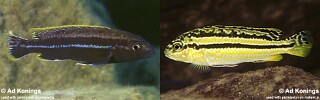 Melanochromis mossambiquensis Melanochromis sp. &#39;auratus elongate&#39;