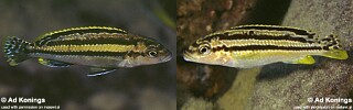 Melanochromis mossambiquensis &#39;Chilucha Reef&#39;