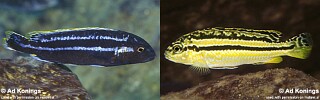 Melanochromis mossambiquensis &#39;Minos Reef&#39;