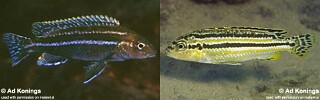 Melanochromis mossambiquensis &#39;Nkolongwe&#39;