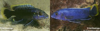 Melanochromis mpoto