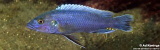 Melanochromis mpoto &#39;Chitande Island&#39;