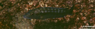 Melanochromis mpoto &#39;Kakusa&#39;