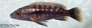 Melanochromis mpoto &#39;Ruarwe&#39;