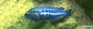 Melanochromis robustus &#39;Chinyankwazi Island&#39;