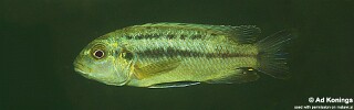 Melanochromis robustus &#39;Mumbo Island&#39;