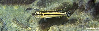 Melanochromis simulans &#39;Lumessi&#39;
