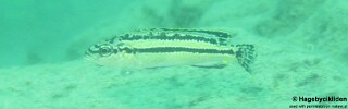 Melanochromis simulans &#39;Masinje&#39;