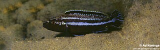 Melanochromis simulans &#39;Ntekete&#39;