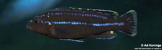 Melanochromis sp. &#39;parallelus mbweca&#39;