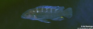Melanochromis sp. &#39;robustus mbenji&#39;