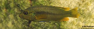 Melanochromis vermivorus &#39;Boadzulu Island&#39;