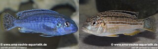 Melanochromis wochepa Melanochromis sp. &#39;dialeptos blue&#39;