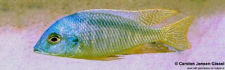 Mylochromis anaphyrmus &#39;Malopa&#39;