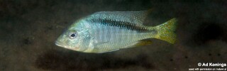 Mylochromis anaphyrmus &#39;Otter Island&#39;