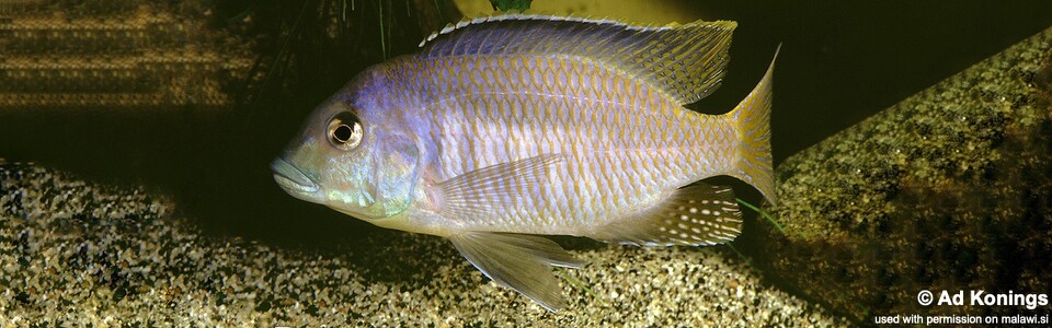 Mylochromis balteatus (unknown locality)