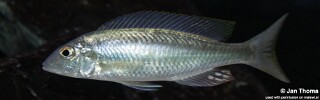 Mylochromis ensatus &#39;Mazinzi Reef&#39;