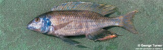 Mylochromis ensatus &#39;South East Arm&#39;