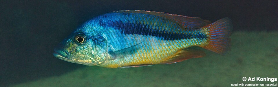 Mylochromis epichorialis 'Mumbo Island'
