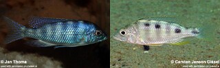 Mylochromis ericotaenia
