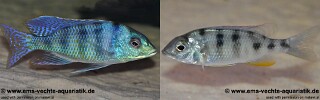 Mylochromis ericotaenia &#39;Manda&#39;