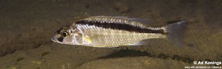 Mylochromis formosus &#39;Maleri Island&#39;