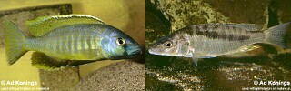Mylochromis gracilis &#39;Senga Bay&#39;