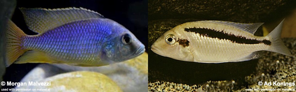 Mylochromis guentheri (unknown locality)