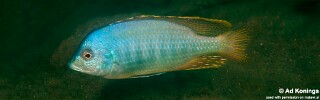 Mylochromis guentheri &#39;Chitande Island&#39;