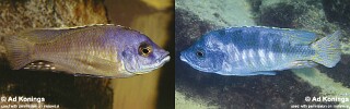 Mylochromis labidodon