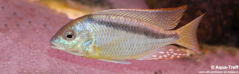 Mylochromis melanonotus (unknown locality)