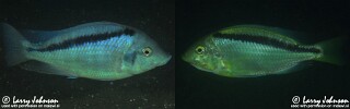 Mylochromis melanonotus &#39;Luwala Reef&#39;