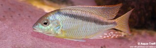 Mylochromis melanonotus (unknown locality)