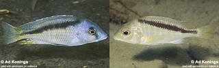 Mylochromis melanotaenia &#39;Makonde&#39;