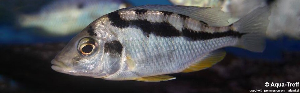 Mylochromis mola 'Mazinzi Reef'