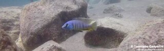 Mylochromis mola &#39;Chizumulu Island&#39;