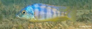 Mylochromis mola &#39;Domwe Island&#39;