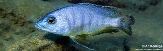 Mylochromis mola 'Mbenji Island'.jpg